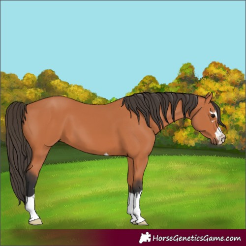 Horse Color:Bay 