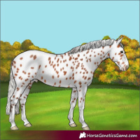 Horse Color:Silver Bay Appaloosa 