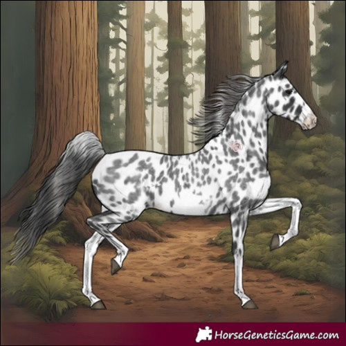 Horse Color:White Spotted Blue Roan Splash Frame Appaloosa 