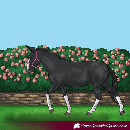 Horse Color:Black Splash Tobiano 