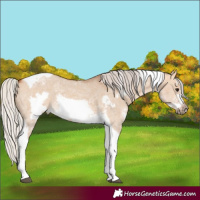 Horse Color:Silver Bay Dun Sabino Tobiano Frame Rabicano 