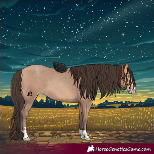 Horse Color:Amber Champagne