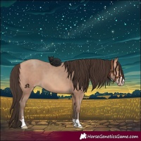 Horse Color:Amber Champagne 