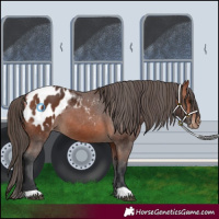 Horse Color:Bay Appaloosa