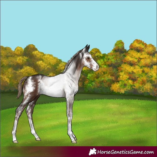 Horse Color:Liver Chestnut Sabino 