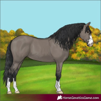 Horse Color:Grullo 