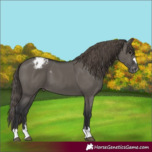 Horse Color:Grullo Varnish 