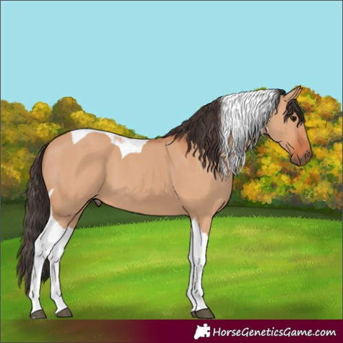 Horse Color:Bay Dun Tobiano 