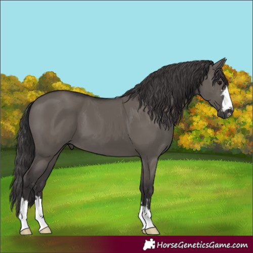 Horse Color:Smoky Grullo