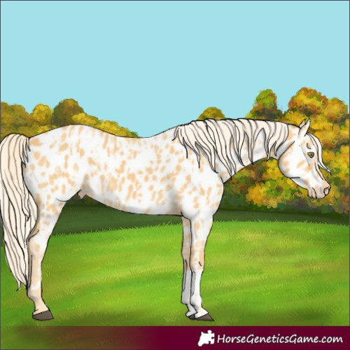 Horse Color:Palomino Appaloosa  and Palomino Appaloosa 