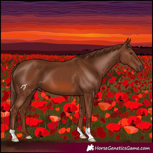 Horse Color:Chestnut 