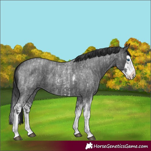 Horse Color:Blue Roan Sabino Splash  and Blue Roan Sabino Splash 