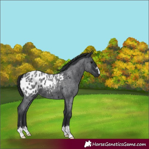 Horse Color:Blue Roan Appaloosa 