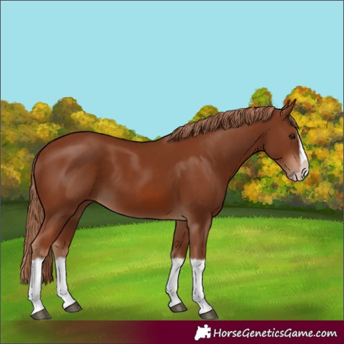 Horse Color:Chestnut Splash Frame 