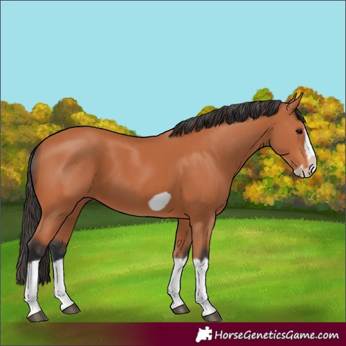 Horse Color:Bay Splash Frame 