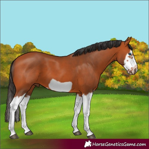 Horse Color:Bay Splash Frame