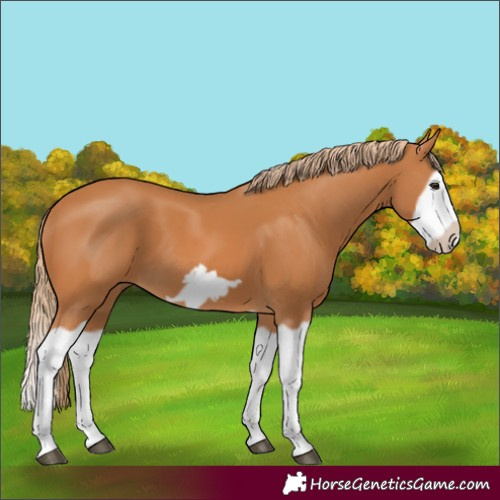 Horse Color:Chestnut Splash Frame 