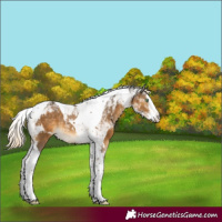 Horse Color:Chocolate Palomino Mushroom Sabino Splash Tobiano Rabicano 