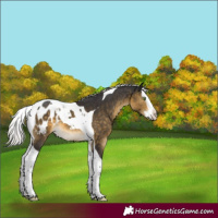 Horse Color:Silver Buckskin Splash Tobiano Blanket 