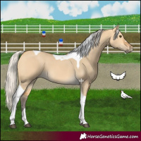 Horse Color:Silver Buckskin Dun Tobiano