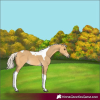 Horse Color:Silver Buckskin Dun Tobiano