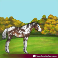Horse Color:Gray White Spotted Liver Chestnut Splash 