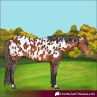 Horse Color:Bay Appaloosa 