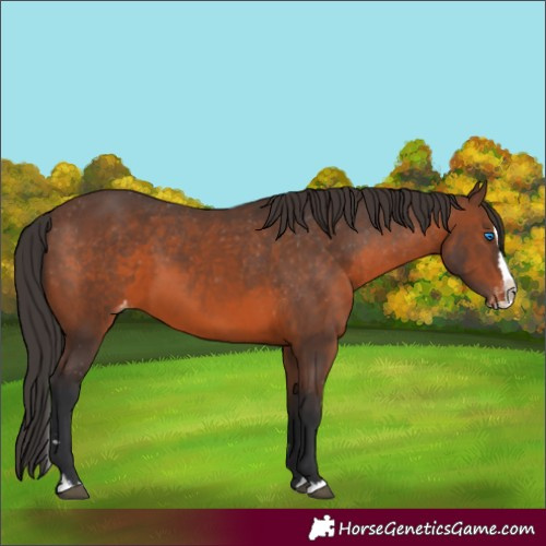 Horse Color:Unknown 