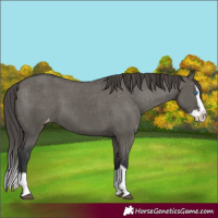 Horse Color:Unknown 