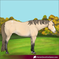Horse Color:Unknown 