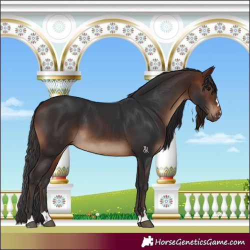 Horse Color:Brown 