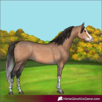 Horse Color:Brown Dun  and Brown Dun Splash 