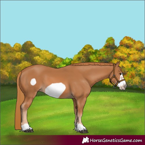 Horse Color:Chestnut Frame 