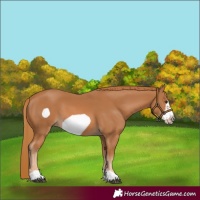 Horse Color:Chestnut Frame