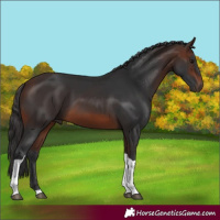 Horse Color:Brown Tobiano 