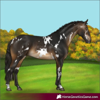 Horse Color:Gray White Spotted Buckskin 