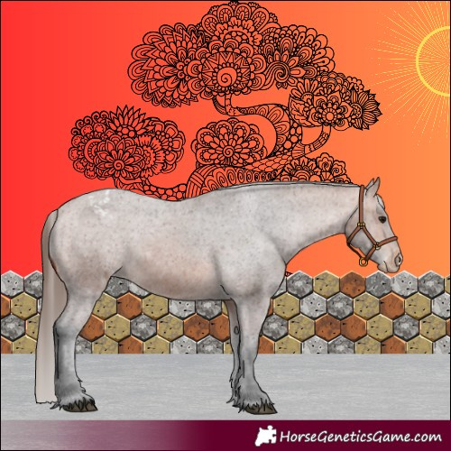 Horse Color:Bay Appaloosa 