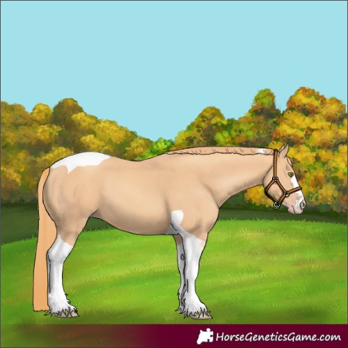 Horse Color:Gold Champagne Tobiano 