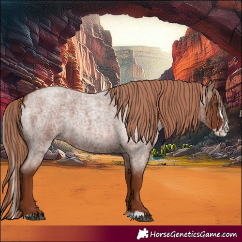 Horse Color:Red Roan Splash
