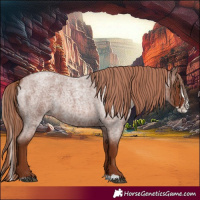 Horse Color:Red Roan Splash 
