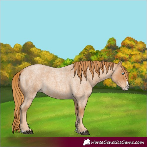 Horse Color:Red Roan Splash 