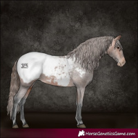 Horse Color:Bay Near Fewspot 