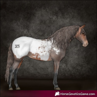 Horse Color:Bay Appaloosa 