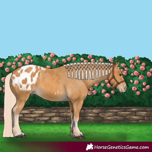 Horse Color:Palomino Appaloosa