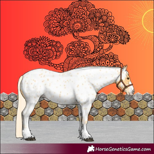 Horse Color:Palomino Appaloosa