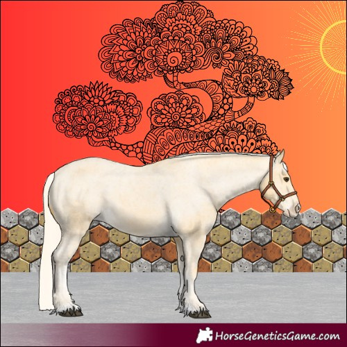 Horse Color:Palomino Appaloosa 