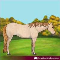 Horse Color:Red Dun Roan 
