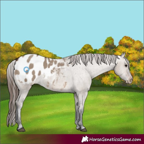 Horse Color:Brown Dun Appaloosa 