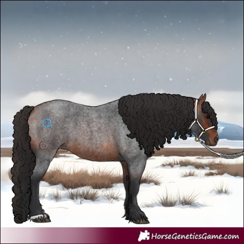 Horse Color:Bay Roan 