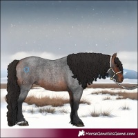 Horse Color:Bay Roan 
